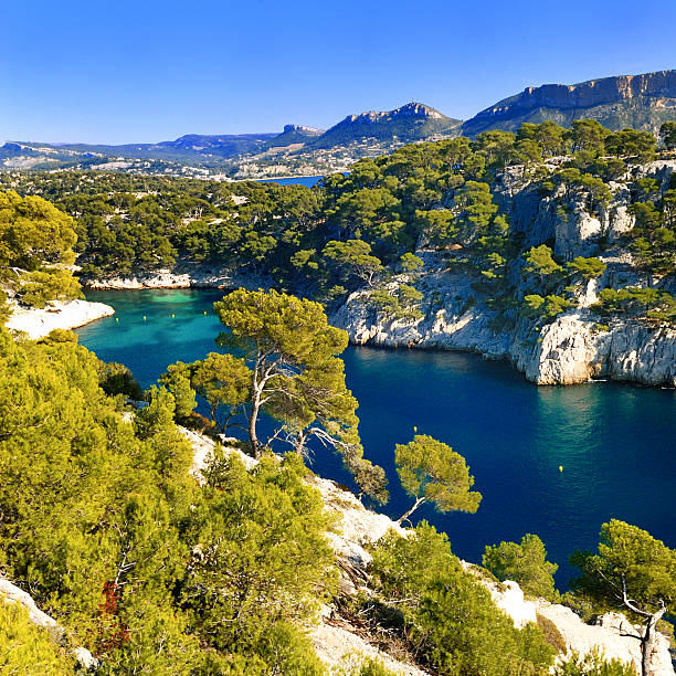 calanque  of Cassis Calanques of Port Pin in Cassis in France near Marseille pinus pinea photos stock pictures, royalty-free photos & images
