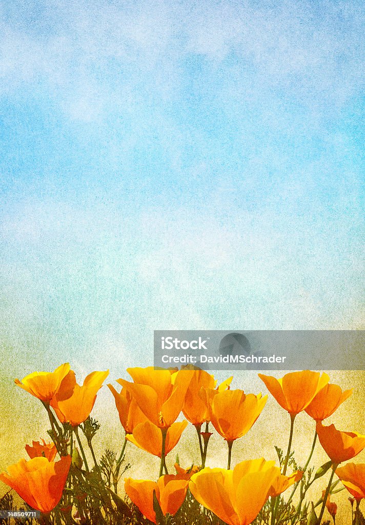 Poppies e Nebbia - Foto stock royalty-free di Papavero della California