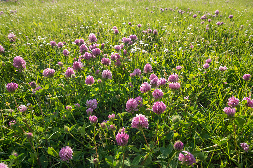 Close up wild red clover, Trifolium pratense, a perennial and common in Europe especially in natural meadows, fallow land and extensively managed meadows