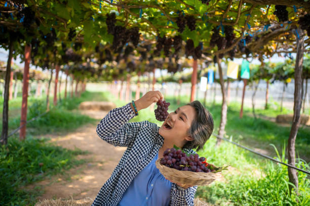 gli agricoltori presentano i prodotti agricoli e vendono l'uva online in diretta streaming sui loro telefoni cellulari. - business mature adult employment issues women foto e immagini stock