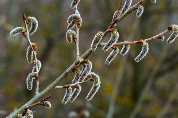 weidenkätzchen salix caprea, männchen. massenblüte von weidenkatzen im zeitigen frühjahr mit einem wunderbaren bokeh-hintergrund. feder-konzept - goat willow stock-fotos und bilder