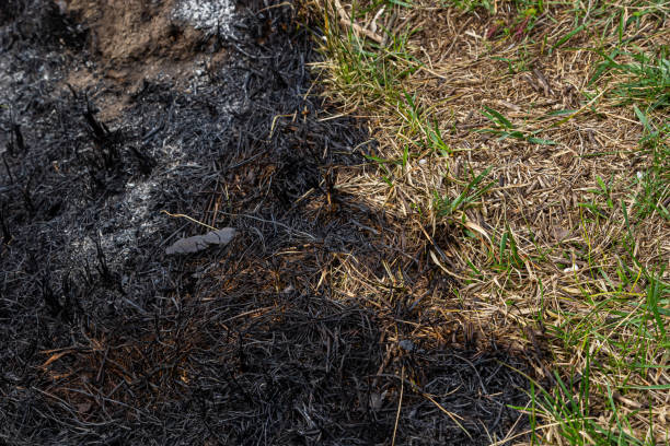 istock Burnt forest floor undergrowth with grass and ash, forest fire. Burning grass in the spring is a serious environmental problem 1485099737
