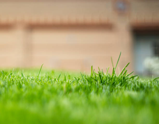 istock Close up of Grass after being cut 1485100022