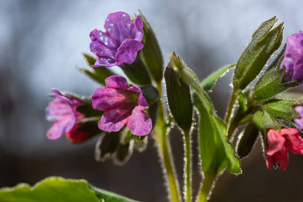Close-up of blooming flowers Pulmonaria mollis in sunny spring day, selective focus .closeup detail of meadow flower - wild healing herb - Pulmonaria mollis Close-up of blooming flowers Pulmonaria mollis in sunny spring day, selective focus .closeup detail of meadow flower - wild healing herb - Pulmonaria mollis. common lungwort pulmonaria officinalis stock pictures, royalty-free photos & images