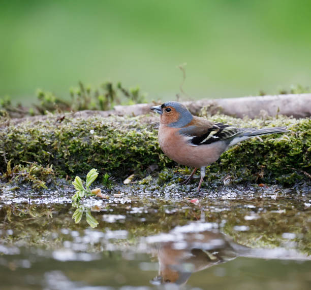 istock Common Chaffinch (Fringilla coelebs) Male 1485101135
