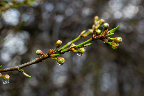 istock Wooden tree branches with new flower buds in the end with rain drops 1485101729
