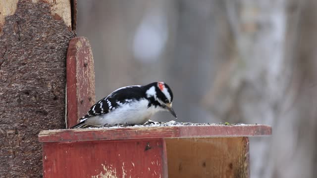 Downy woodpecker bird eating on snow wooden surface in the garden