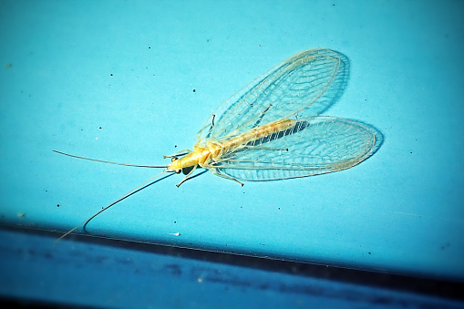 Chrysoperla carnea Common Green Lacewing Insect. Digitally Enhanced Photograph.