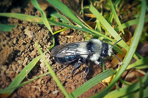 Andrena cineraria Ashy Mining Bee Insect. Digitally Enhanced Photograph.