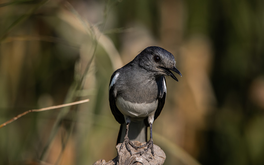 Oriental magpie robin standing on a branch close up shot.