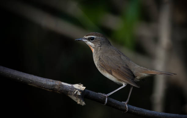 istock Siberian Rubythroat, Red-necked Nightingale on a branch ( Animal portrait ) 1485107185