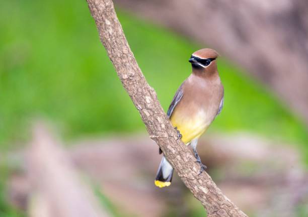 istock Cedar waxwing, Bombycilla cedrorum, perched on a branch. 1485108942