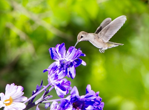 A beautiful hummingbird collecting nectar from a vibrant purple flower.