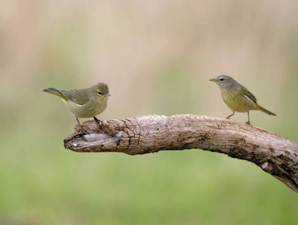 istock Two orange-crowned warblers perched on a branch. Leiothlypis celata. 1485108971