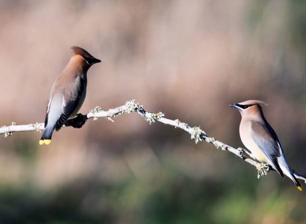 istock Couple of cedar waxwings, Bombycilla cedrorum, perched on a branch. 1485108974