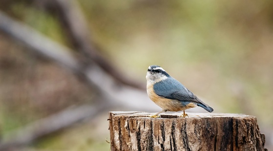 A red-breasted nuthatch perched on a stump. Sitta canadensis.