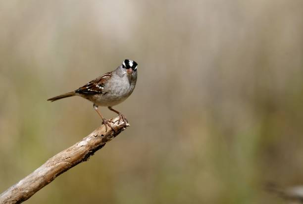 istock White-crowned sparrow on a branch. Zonotrichia leucophrys. 1485109006