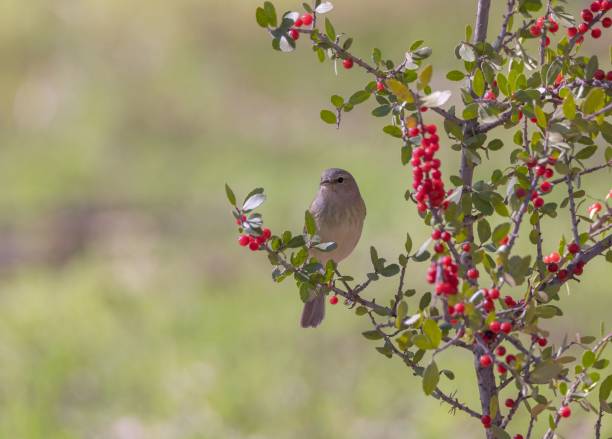 istock Orange-crowned warbler perched on a branch with red berries. Leiothlypis celata. 1485109017
