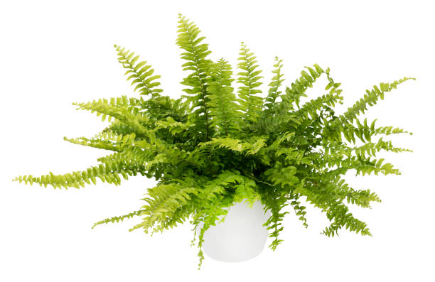 istock Green fern leaves on white background 1485110194