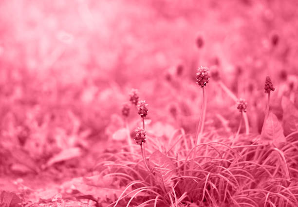 Color of the year 2023 - Viva Magenta. Armenian grape hyacinth in early spring garden.