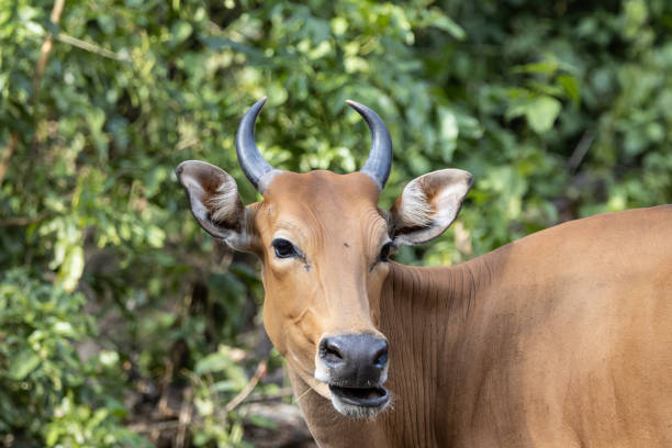 istock Banteng animal portrait close up shot. 1485111671