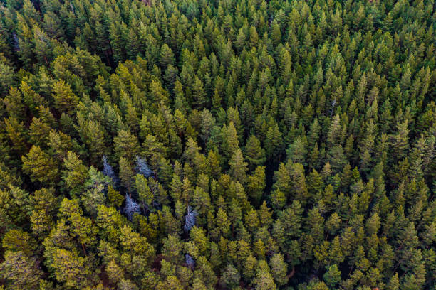 istock Aerial top view forest tree, Rainforest ecosystem and healthy environment concept and background, Texture of green tree forest view from above. 1485114261