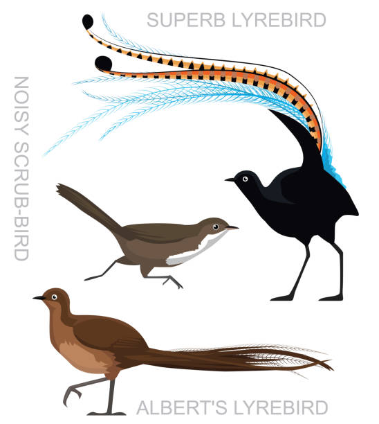 Cute Bird Lyrebird Scrub-bird Set Cartoon Vector Animal Cartoon EPS10 File Format superb lyrebird stock illustrations