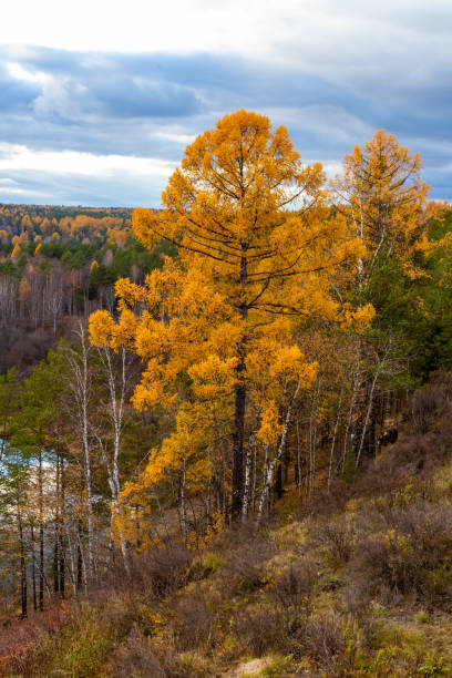 istock autumn landscape with river and pine-tree on sunset 1485114426
