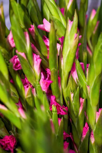 フラワーショップで販売されているグラジオラスの花のクローズアップ - gladiolus orange flower isolated ストックフォトと画像