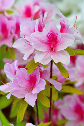 closeup of pink New Zealand tea tree flowers in bloom with blurred background and copy space