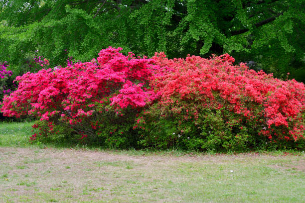 istock Azalea Flowers in Full Bloom 1485117451