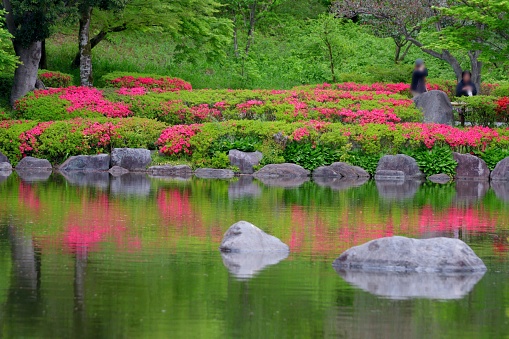 Beautiful and symmetrical reflection of azalea flowers on a pond (from late spring to early summer).