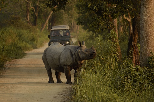 kohra range, kaziranga national park, assam, india - april 11, 2023 : protected one horned indian rhino adamantly blocked road of a jungle safari vehicle defending territory inside the park