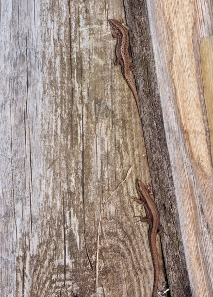 istock Two Lizards on a wooden board. The lizard basks in the sun. Selective focus 1485121208