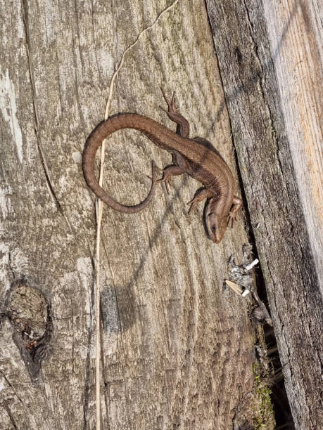 istock Lizard on a wooden board. The lizard basks in the sun. Selective focus 1485121214