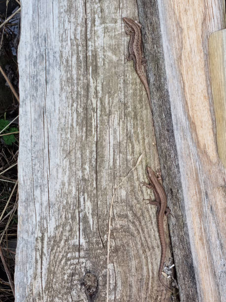 istock Two Lizards on a wooden board. The lizard basks in the sun. Selective focus 1485121232