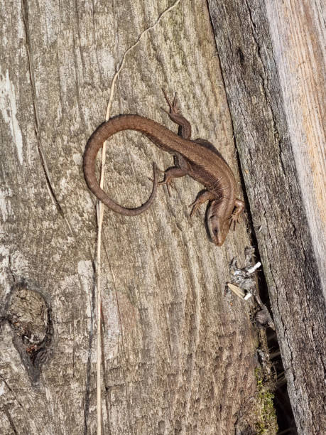 istock Lizard on a wooden board. The lizard basks in the sun. Selective focus 1485121331