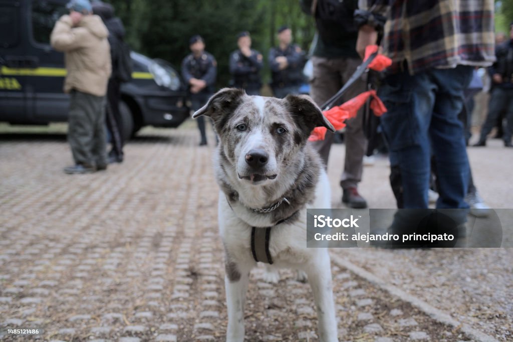 Dog on a leash during a demonstration in the city streets Australian Shepherd breed dog with blue eyes in the foreground on his owner's leash during an animal rights demonstration in the city with blurred police background Adult Stock Photo