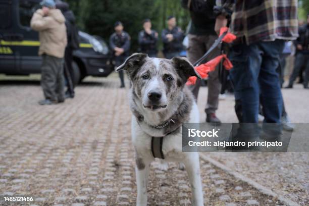Dog On A Leash During A Demonstration In The City Streets Stock Photo - Download Image Now