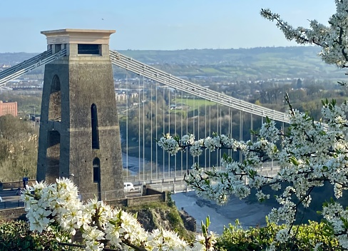 View through blossom