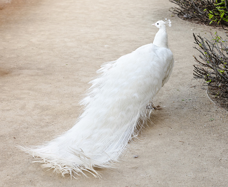 View from the back of the long tail of a white peacock on a cloudy day on a path in the garden.