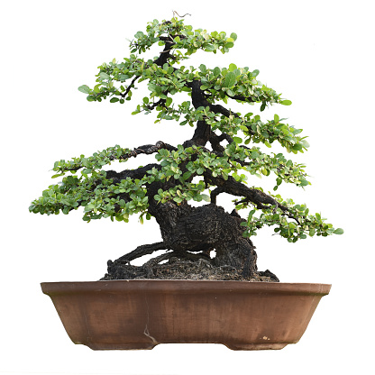 Small bonsai plants in pots are a hobby for decorating the garden isolated on white background