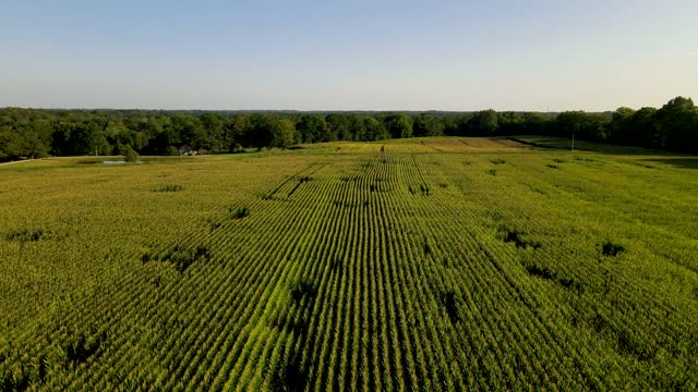 4K Aerial/Drone Fly over Kentucky Corn Farm
