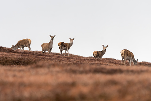 Herd of red deer (Cervus elaphus) on the hillside, Perthshire, Scotland