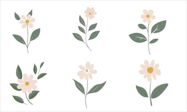 Set of six simple flowers Blooming Beauty in Simplicity: Vector Illustration Set of Six Delightful Flowers, Featuring Minimalist and Elegant Designs, Perfect for Floral, Nature, and Botanical Themes, Against a Clean Background thalassoma pavo stock illustrations