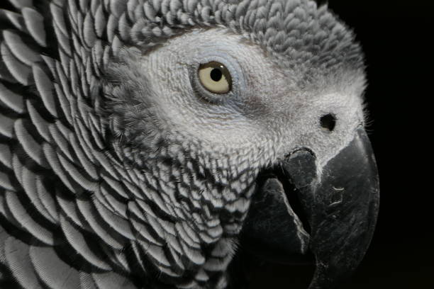 istock Jaco Parrot, Butterfly Park, Catalonia 1485127449