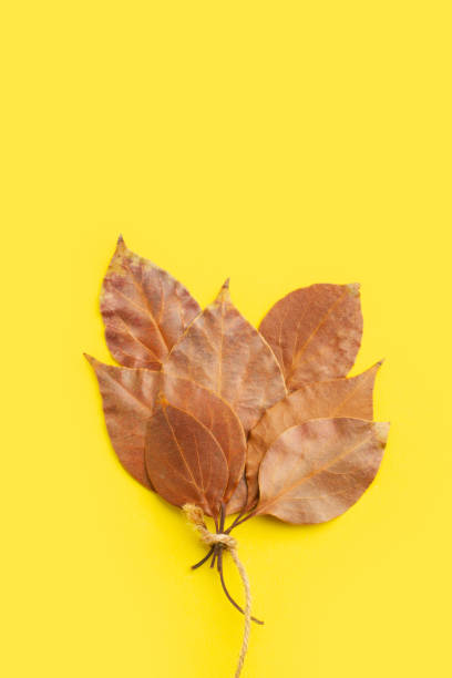 istock Dry brown leaves tied with a sisal thread on a yellow background 1485128093