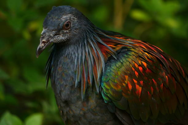 Nicobar Pigeon, Butterfly Park, Catalonia