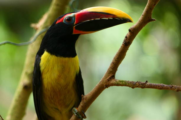 istock Green aracari, Butterfly Park, Catalonia 1485129119