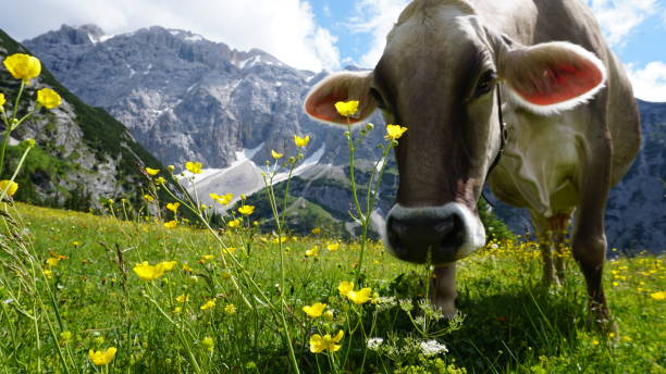 istock A cow in the mountains of Austria 1485129235
